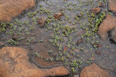 Mossia intervallaris, photographed by Andrew Hankey