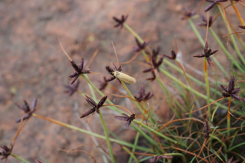 Cyperus rupestris, photographed by Andrew Hankey