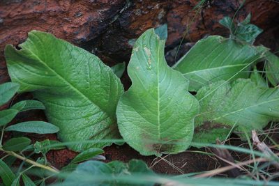 Streptocarpus vandeleurii, photographed by Andrew Hankey