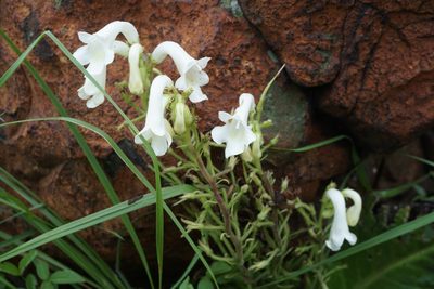 Streptocarpus vandeleurii, photographed by Andrew Hankey