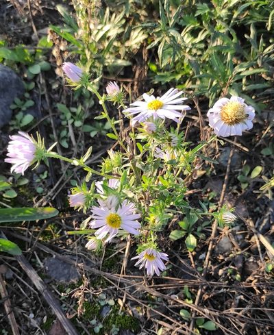 Kalimeris tatarica, photographed by Юлия