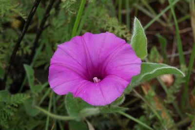 Ipomoea crassipes, photographed by Andrew Hankey