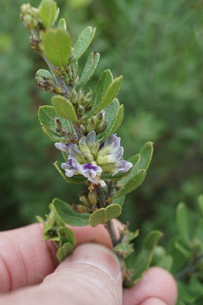 Psoralea polysticta, photographed by Andrew Hankey