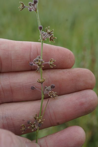 Aspidoglossum interruptum, photographed by Andrew Hankey