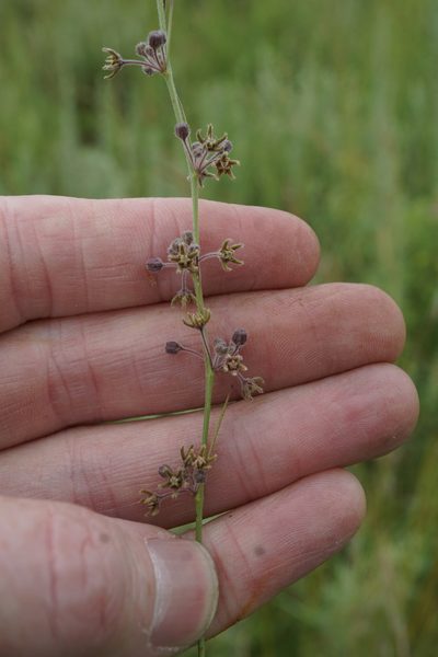 Aspidoglossum interruptum, photographed by Andrew Hankey