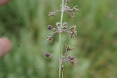 Aspidoglossum interruptum