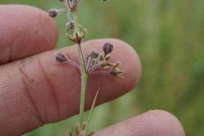 Aspidoglossum interruptum, photographed by Andrew Hankey