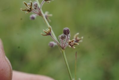 Aspidoglossum interruptum, photographed by Andrew Hankey