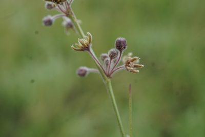 Aspidoglossum interruptum, photographed by Andrew Hankey