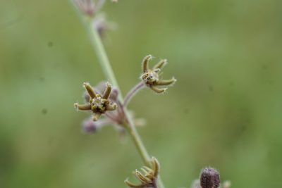 Aspidoglossum interruptum, photographed by Andrew Hankey