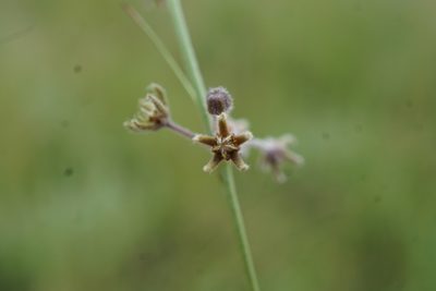 Aspidoglossum interruptum, photographed by Andrew Hankey