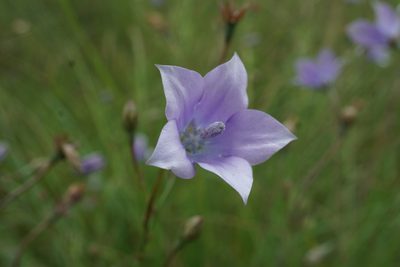 Wahlenbergia undulata, photographed by Andrew Hankey