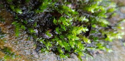 Rhynchostegium riparioides, photographed by Helen Waterman