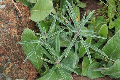 Eriosema salignum, photographed by Andrew Hankey