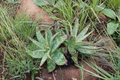 Aloe davyana, photographed by Andrew Hankey