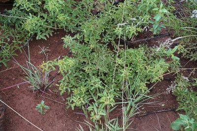Searsia rigida, photographed by Andrew Hankey