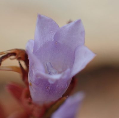 Prismatocarpus candolleanus, photographed by Nicola van Berkel
