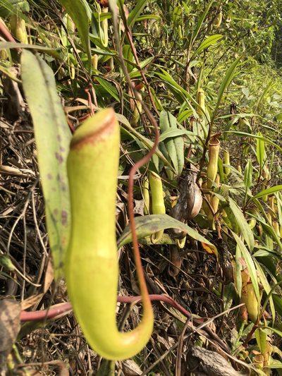 Nepenthes khasiana, photographed by Divya Mudappa
