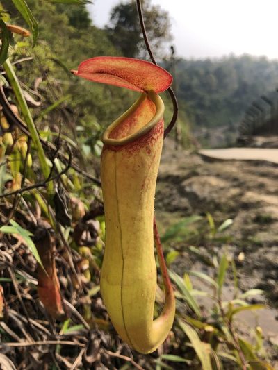 Nepenthes khasiana, photographed by Divya Mudappa