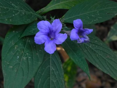 Strobilanthes integrifolia, photographed by S.MORE