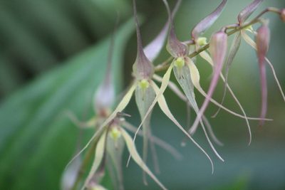 Pleurothallis phalangifera, photographed by GERMAN LEONEL SARMIENTO CRUZ