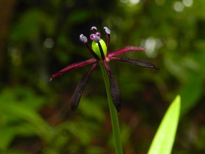 Iphigenia magnifica, photographed by S.MORE