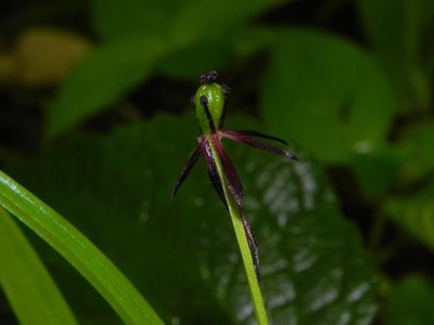 Iphigenia magnifica, photographed by S.MORE