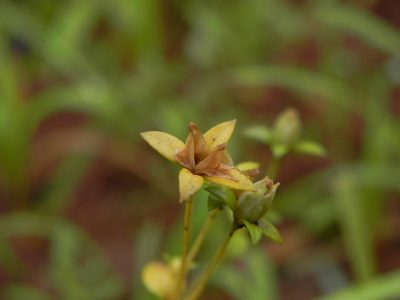 Lomatogonium minus, photographed by S.MORE