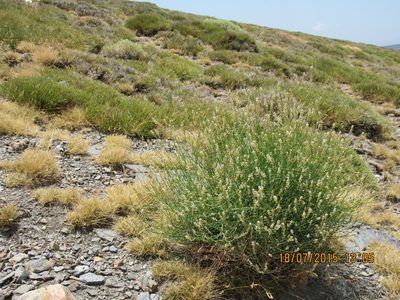 Reseda complicata, photographed by Santiago Martín-Bravo