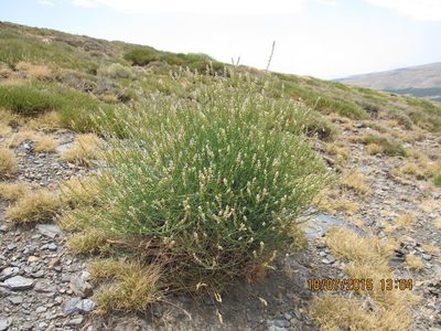Reseda complicata, photographed by Santiago Martín-Bravo