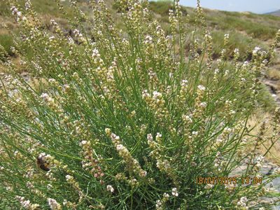Reseda complicata, photographed by Santiago Martín-Bravo