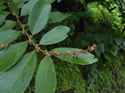 Bridelia retusa, photographed by S.MORE