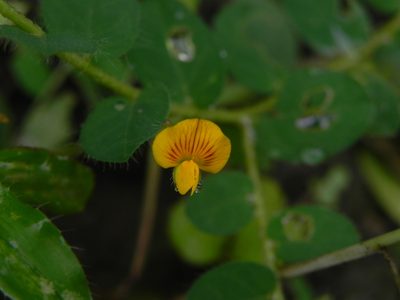 Crotalaria filipes, photographed by S.MORE