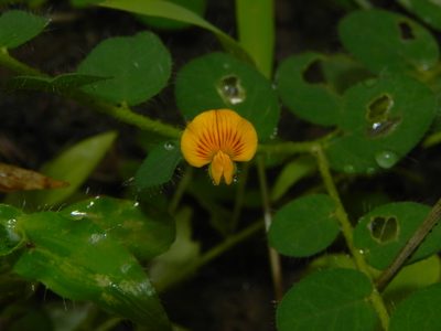 Crotalaria filipes, photographed by S.MORE