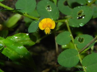 Crotalaria filipes, photographed by S.MORE
