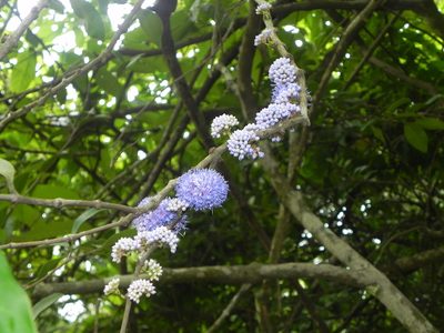 Memecylon umbellatum, photographed by S.MORE