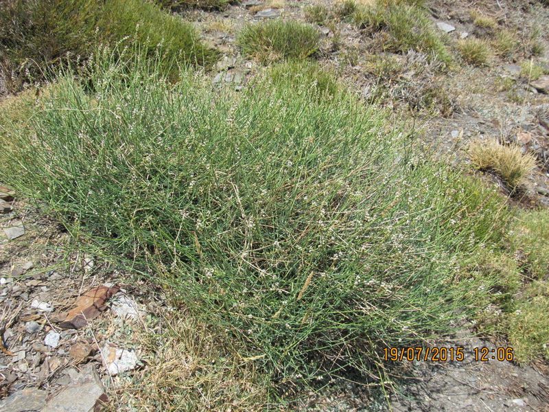 Reseda complicata, photographed by Santiago Martín-Bravo