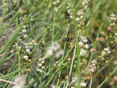 Reseda complicata, photographed by Santiago Martín-Bravo