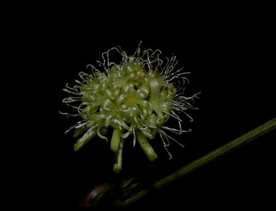 Smilax ovalifolia, photographed by S.MORE