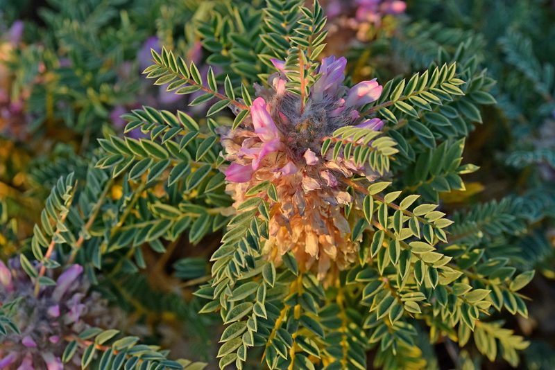 Astragalus thracicus, photographed by Kostas Zontanos
