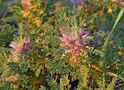 Astragalus thracicus, photographed by Kostas Zontanos