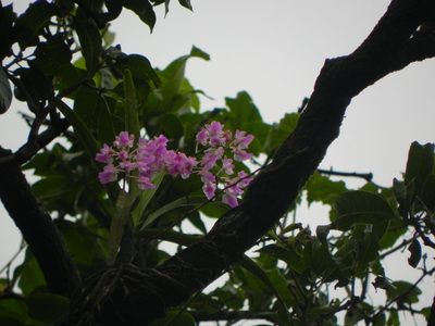 Aerides maculosa, photographed by S.MORE