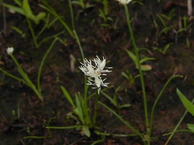 Fimbristylis lawiana, photographed by S.MORE