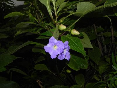 Strobilanthes callosa, photographed by S.MORE