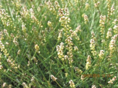 Reseda complicata, photographed by Santiago Martín-Bravo