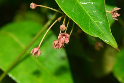Vincetoxicum dalzellii, photographed by S.MORE