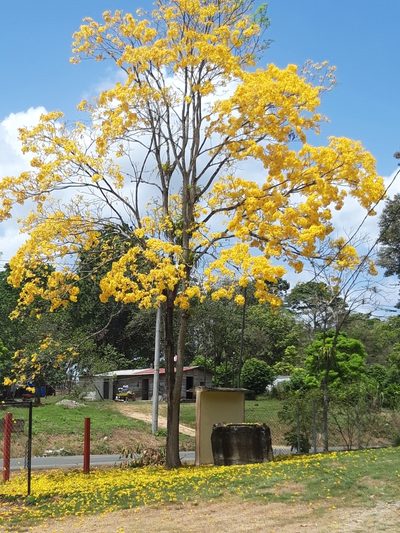 Handroanthus guayacan, photographed by keesgroenendijk