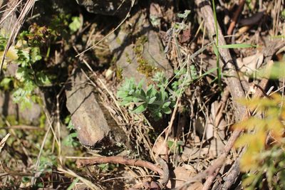 Galium maritimum, photographed by Bastien Alegot