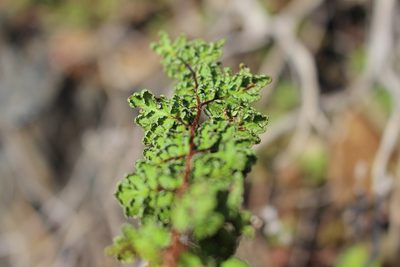 Aleuritopteris pteridioides, photographed by Bastien Alegot