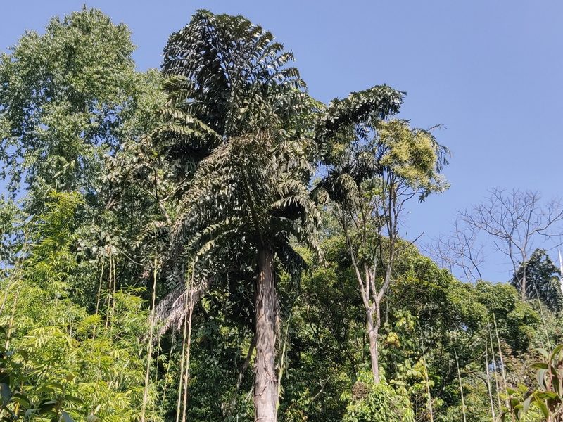 Caryota obtusa, photographed by T R Shankar Raman